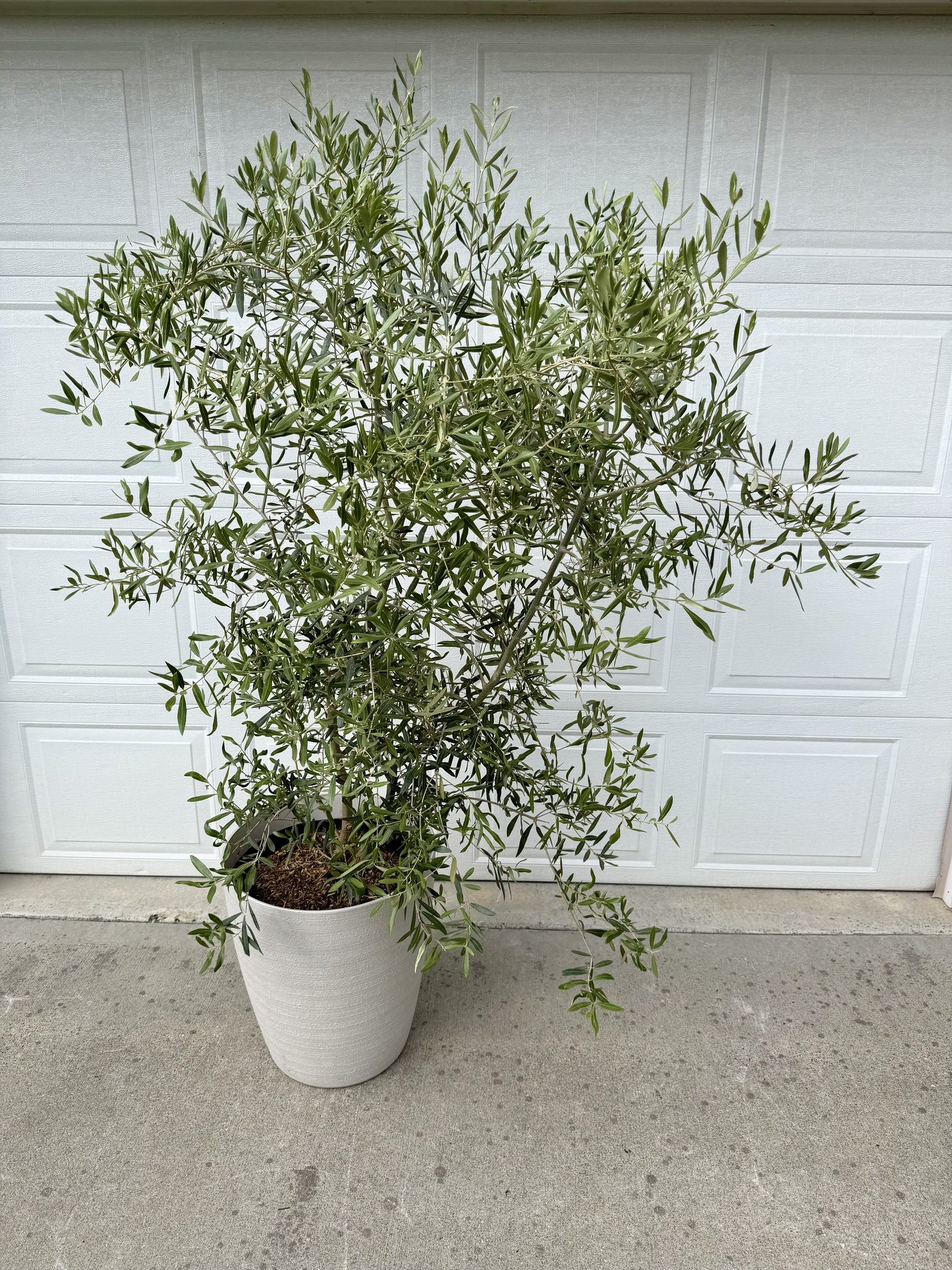 Real plants & greenery — Lakeside Tent Co